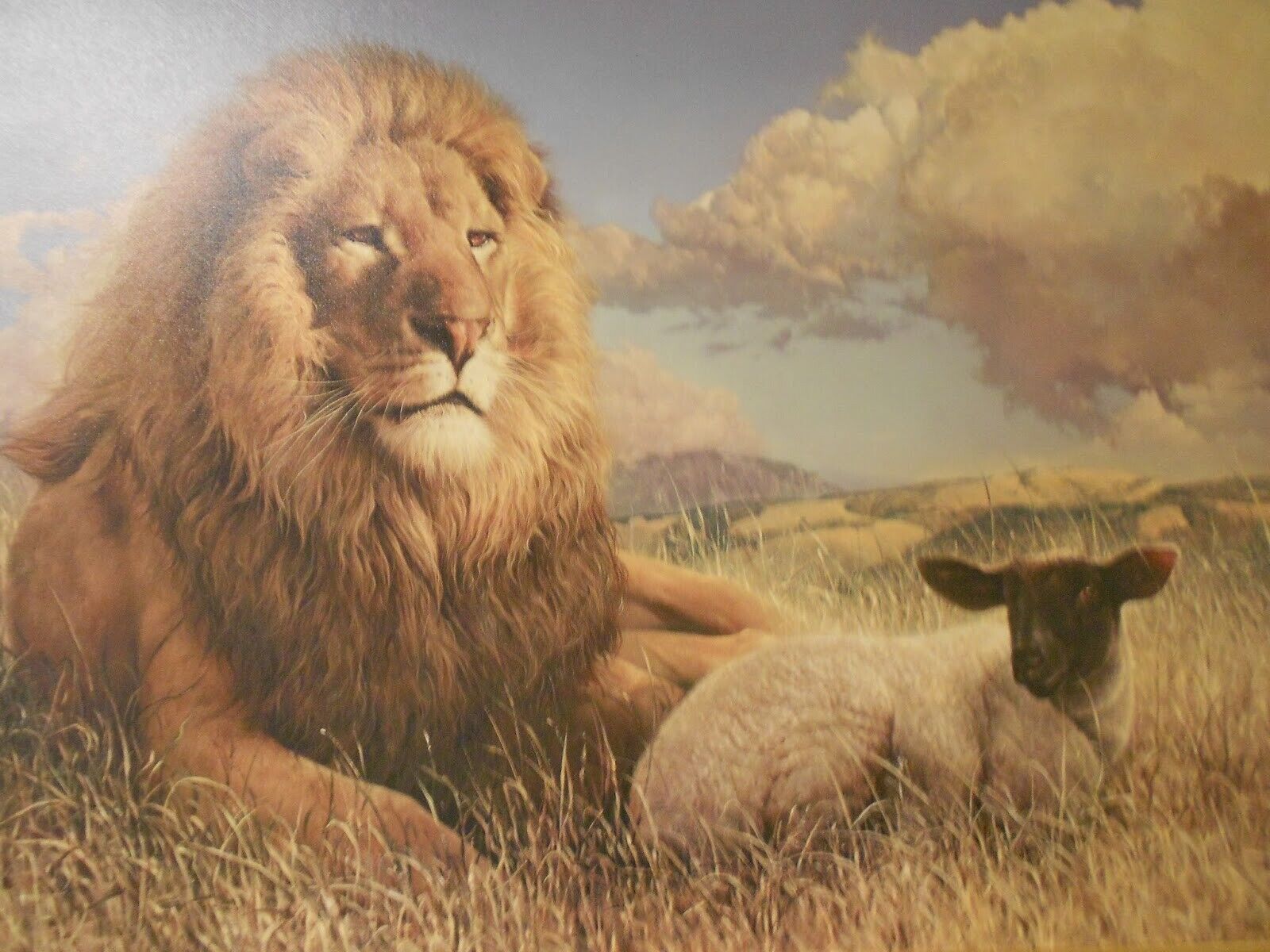 JESUS CHRIST ISAIAH 11:6 LION LIES DOWN WITH LAMB OF GOD 8.5X11 Photo Poster painting PICTURE