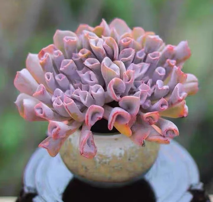 plant Aeonium Echeveria Haworthia  Caudex  Lithops Cactus  Agave 