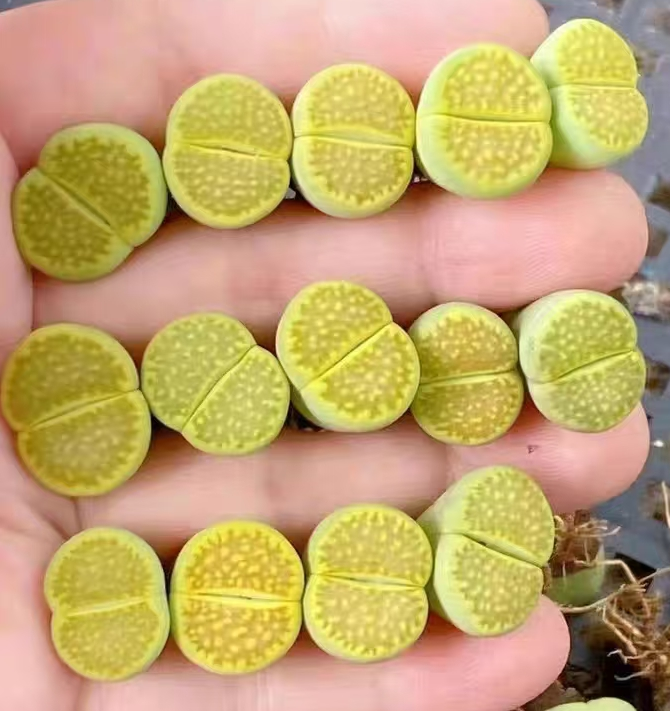 plant Aeonium Echeveria Haworthia  Caudex  Lithops Cactus  Agave 