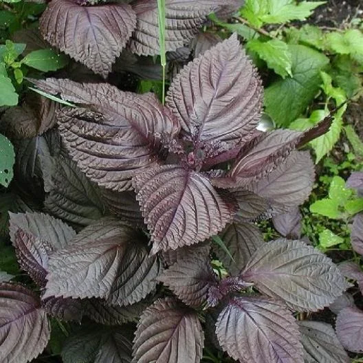 Perilla (Shiso) Seeds