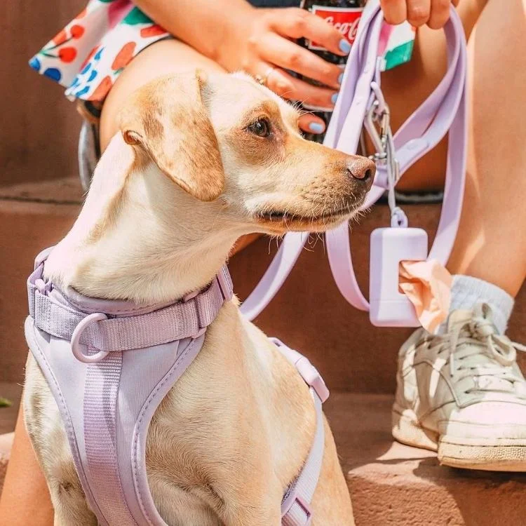 Dog Harness Walk Kit