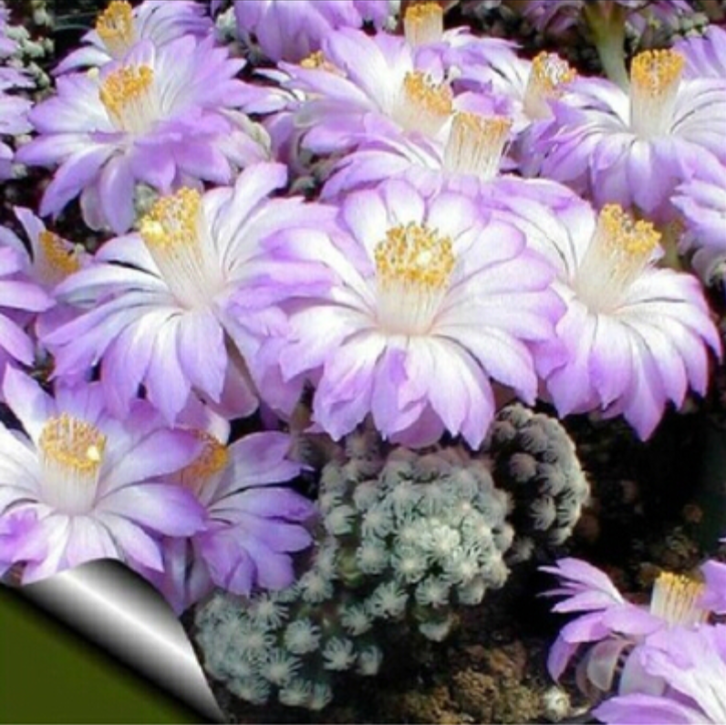 Rebutia Seeds, Cactus Seeds, 100pcs/pack Jonyparkseed®