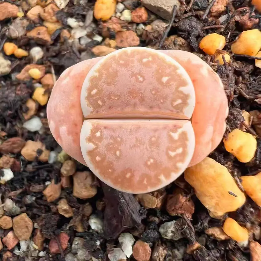 plant Aeonium Echeveria Haworthia  Caudex  Lithops Cactus  Agave 