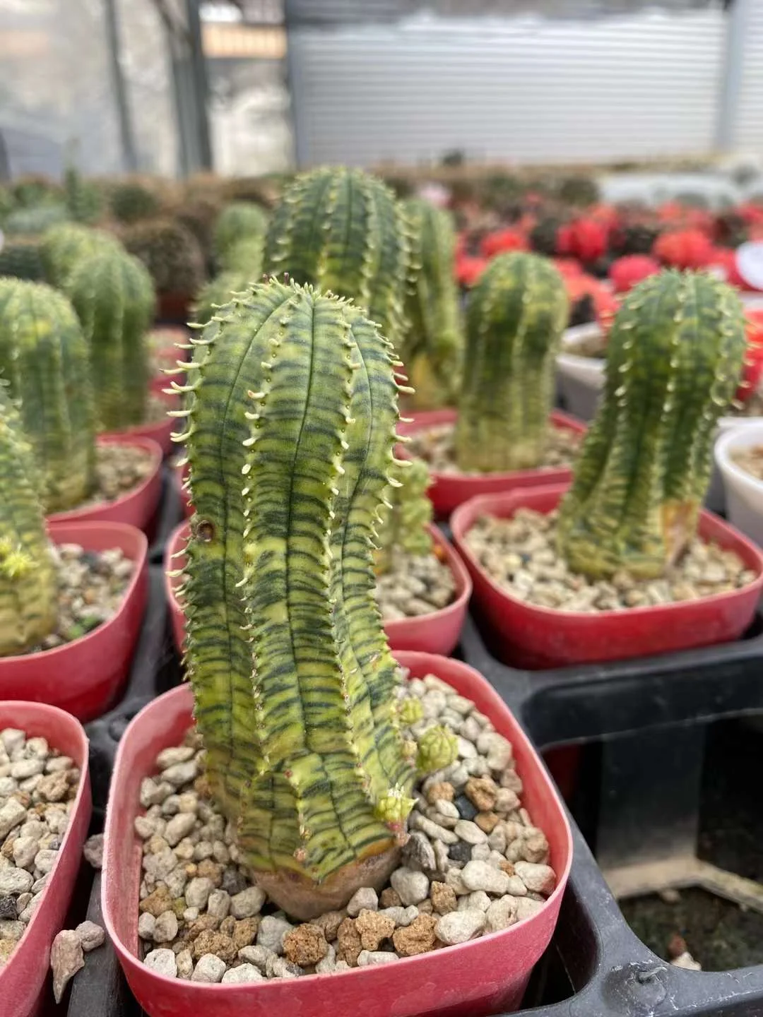 plant Aeonium Echeveria Haworthia  Caudex  Lithops Cactus  Agave 