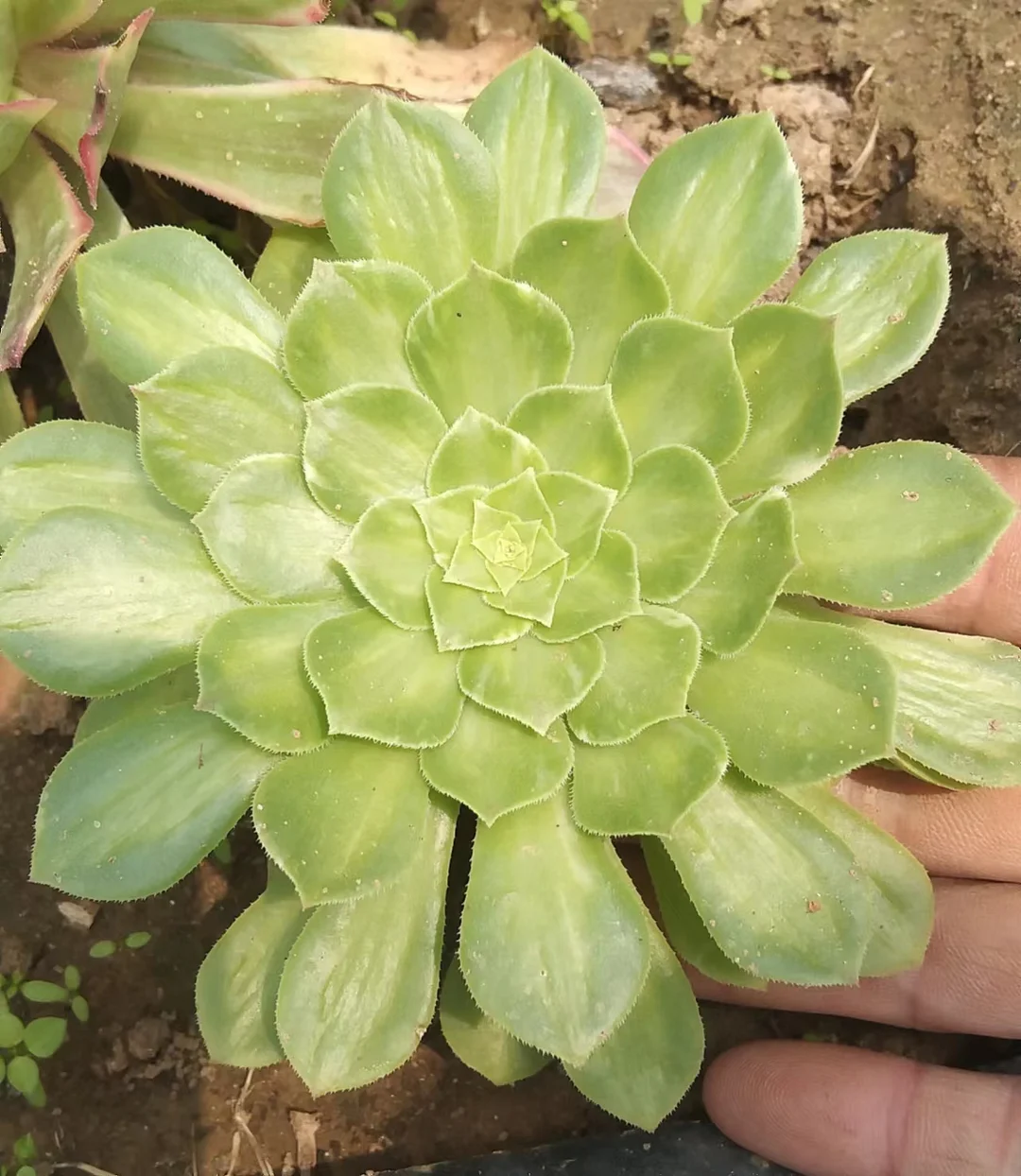 164. Pink daisy variation,Firefly  single head 10cm/ Aeonium single head/ Succulent plants / Garden landscape / Carefully select healthy plants