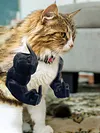 Cat Muscle Arm 3D Printed Neck Arm with Muscle Pet Cosplay Costume Accessories