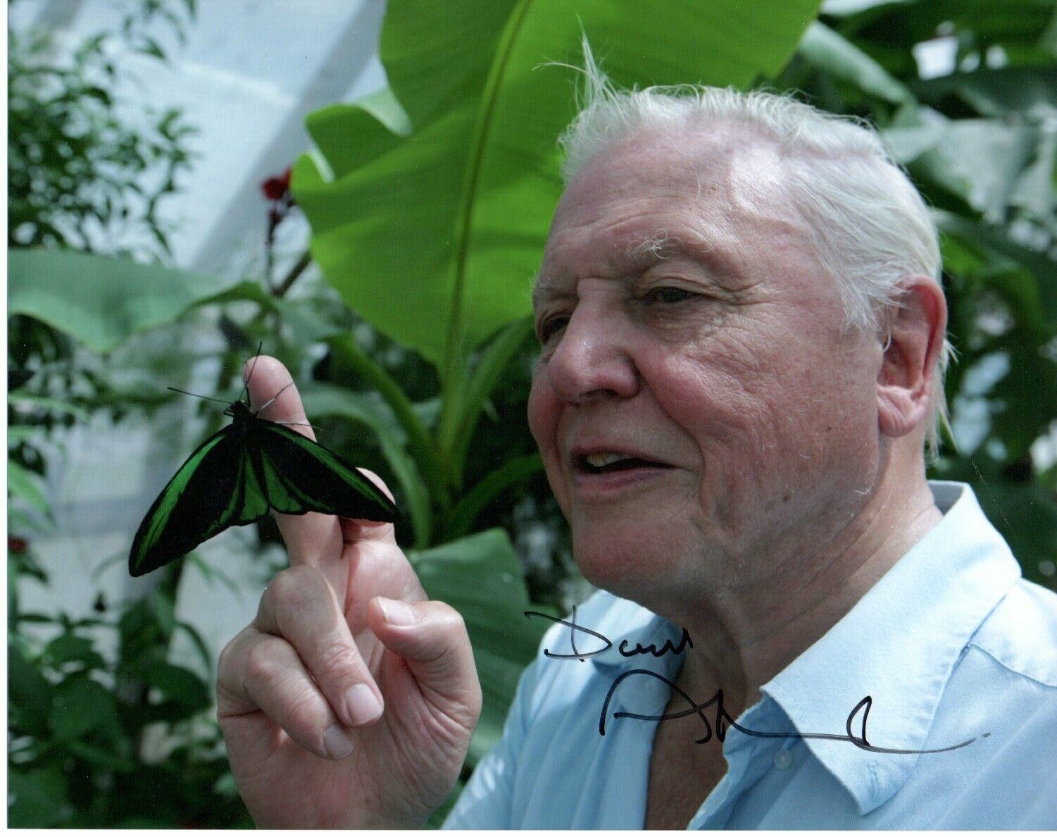 David Attenborough TV Presenter  Signed 10 by 8 inches Genuine Signature Photo Poster painting