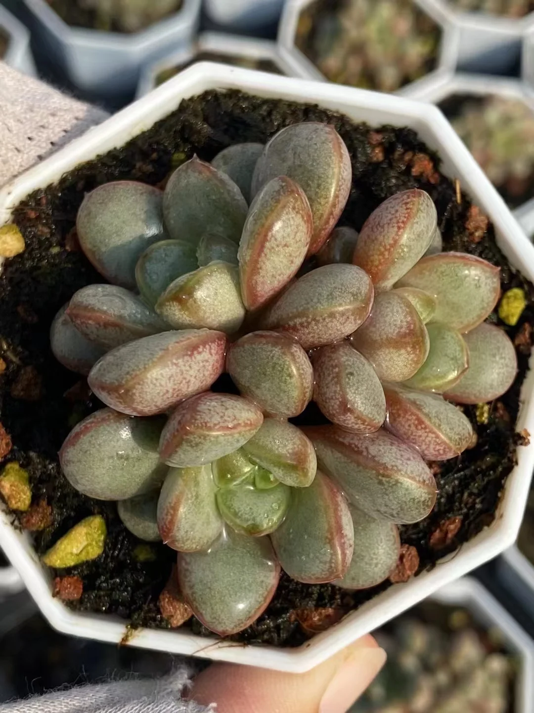 plant Aeonium Echeveria Haworthia  Caudex  Lithops Cactus  Agave 