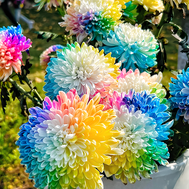 🌼Rare Rainbow Chrysanthemum Seeds🌈