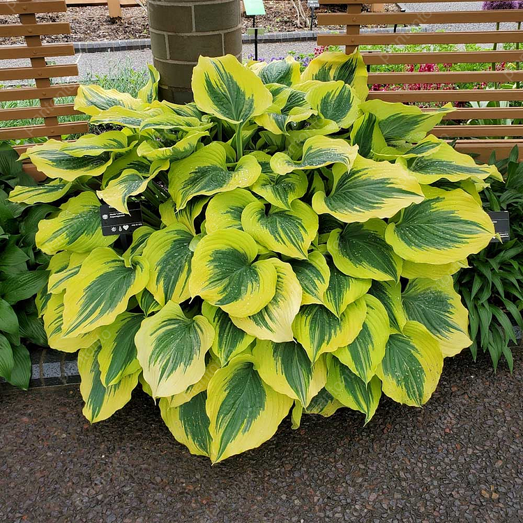 Gold-edged Hosta Seeds