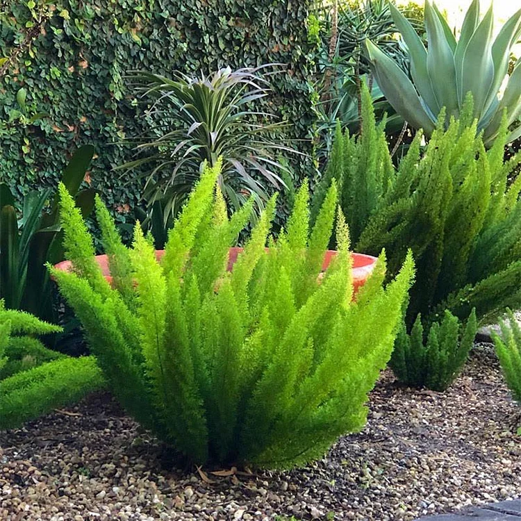 Foxtail Fern (Asparagus densiflorus 'Meyeri') Seeds