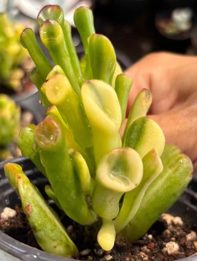 plant Aeonium Echeveria Haworthia  Caudex  Lithops Cactus  Agave 