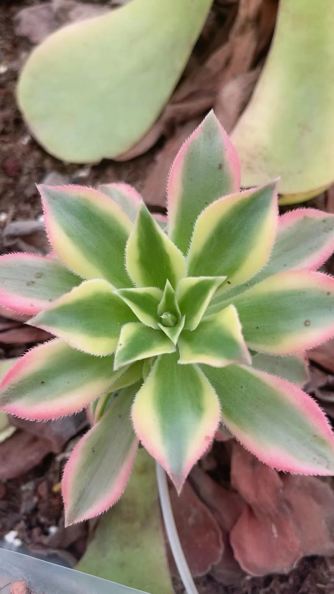 plant Aeonium Echeveria Haworthia  Caudex  Lithops Cactus  Agave 