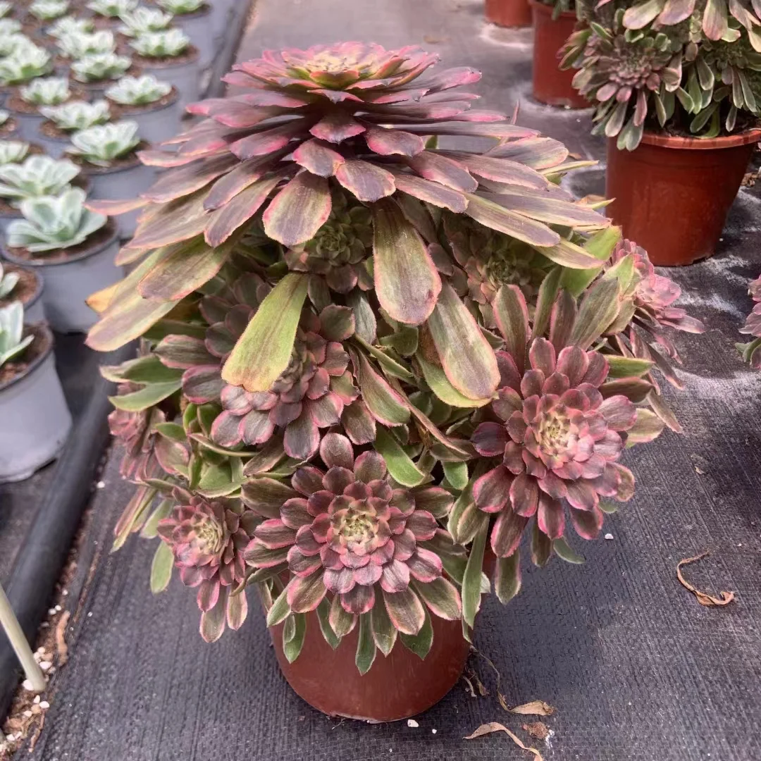 plant Aeonium Echeveria Haworthia  Caudex  Lithops Cactus  Agave 