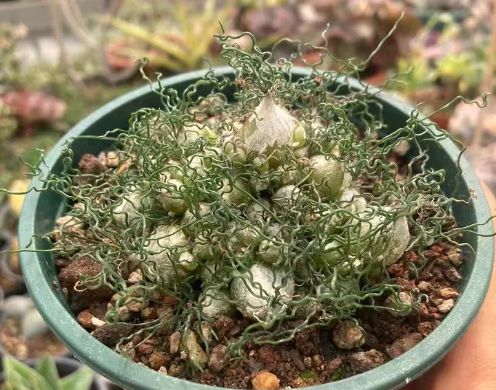 plant Aeonium Echeveria Haworthia  Caudex  Lithops Cactus  Agave 