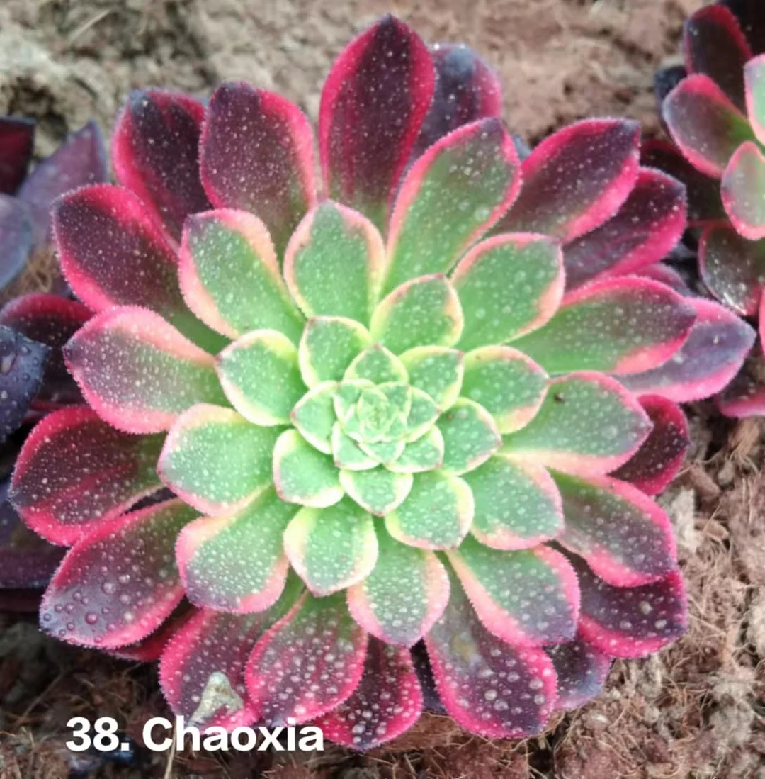 plant Aeonium Echeveria Haworthia  Caudex  Lithops Cactus  Agave 