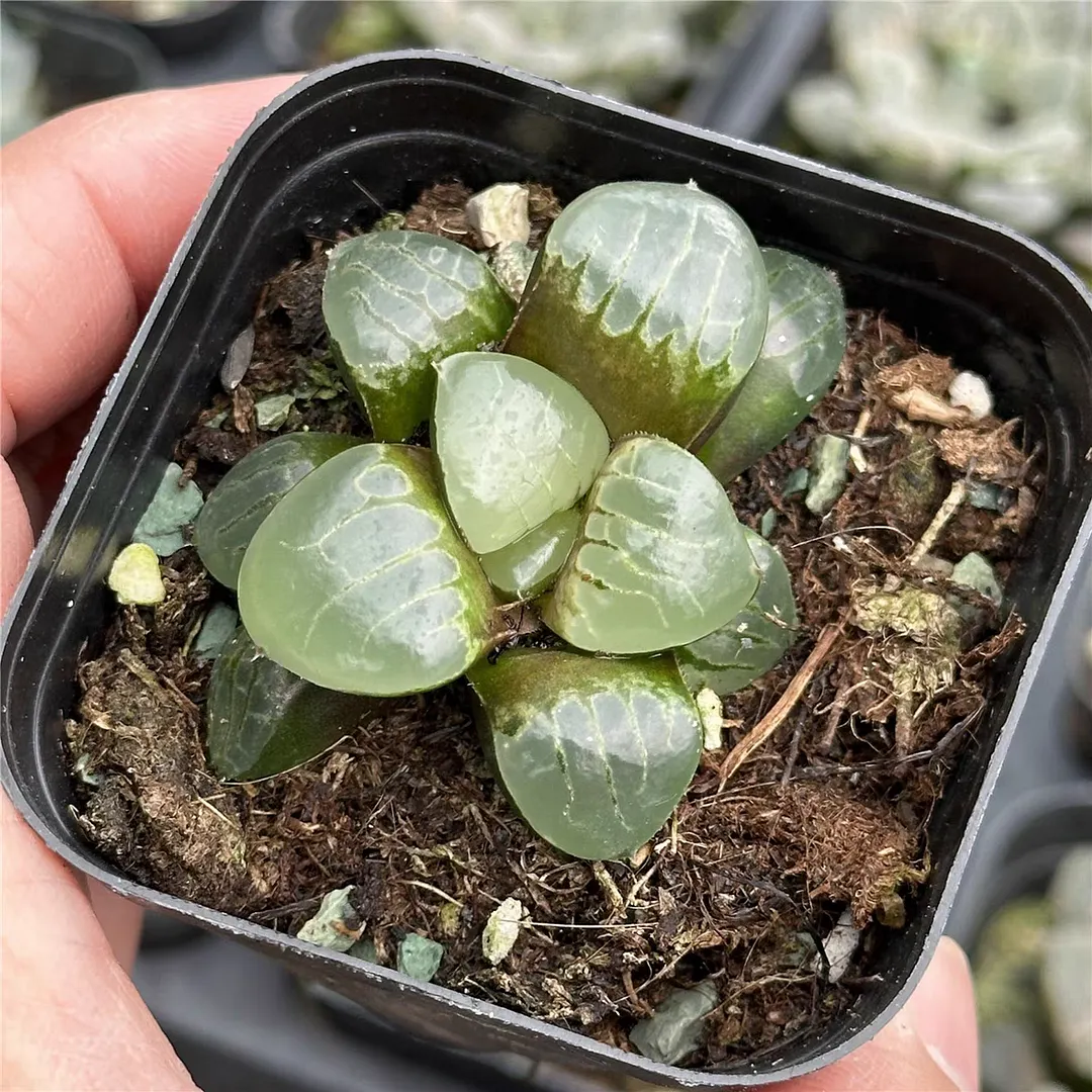 plant Aeonium Echeveria Haworthia  Caudex  Lithops Cactus  Agave 