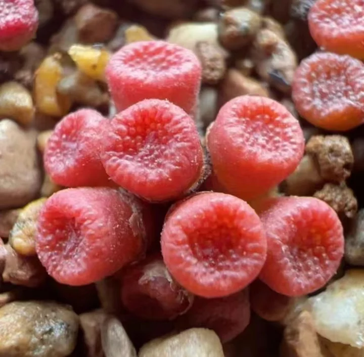 plant Aeonium Echeveria Haworthia  Caudex  Lithops Cactus  Agave 