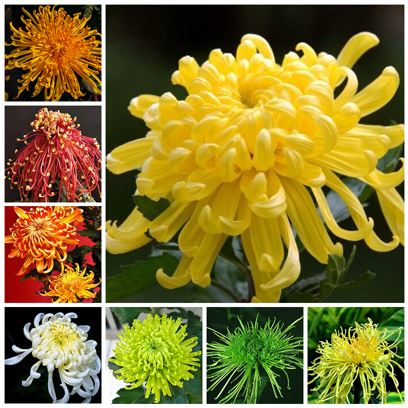 Chrysanthemum Seeds Jonyparkseed®