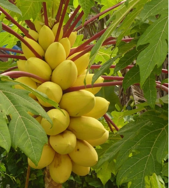 🔥Last Day Promotion 48% OFF-🥭-Golden Creamy Papaya Seeds⚡Buy 2 Get Free Shipping