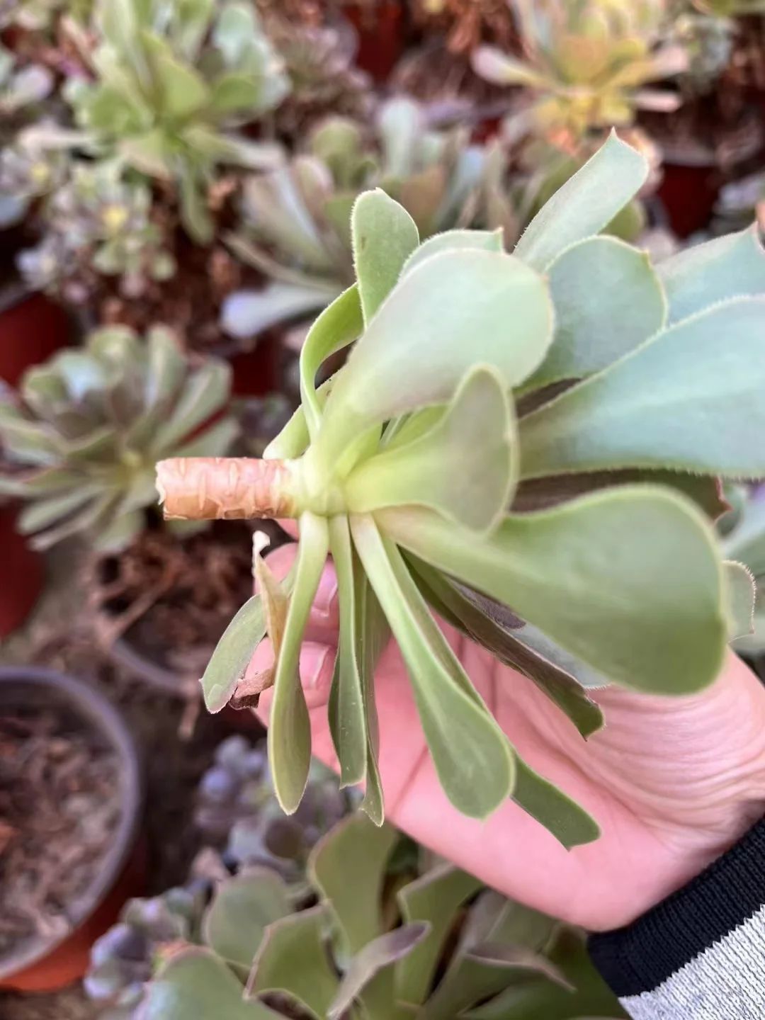 plant Aeonium Echeveria Haworthia  Caudex  Lithops Cactus  Agave 