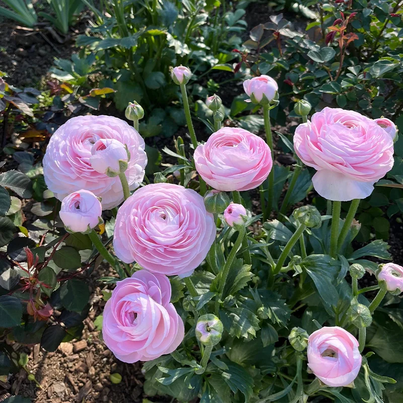 🌺 Ranunculus - Sacred Love