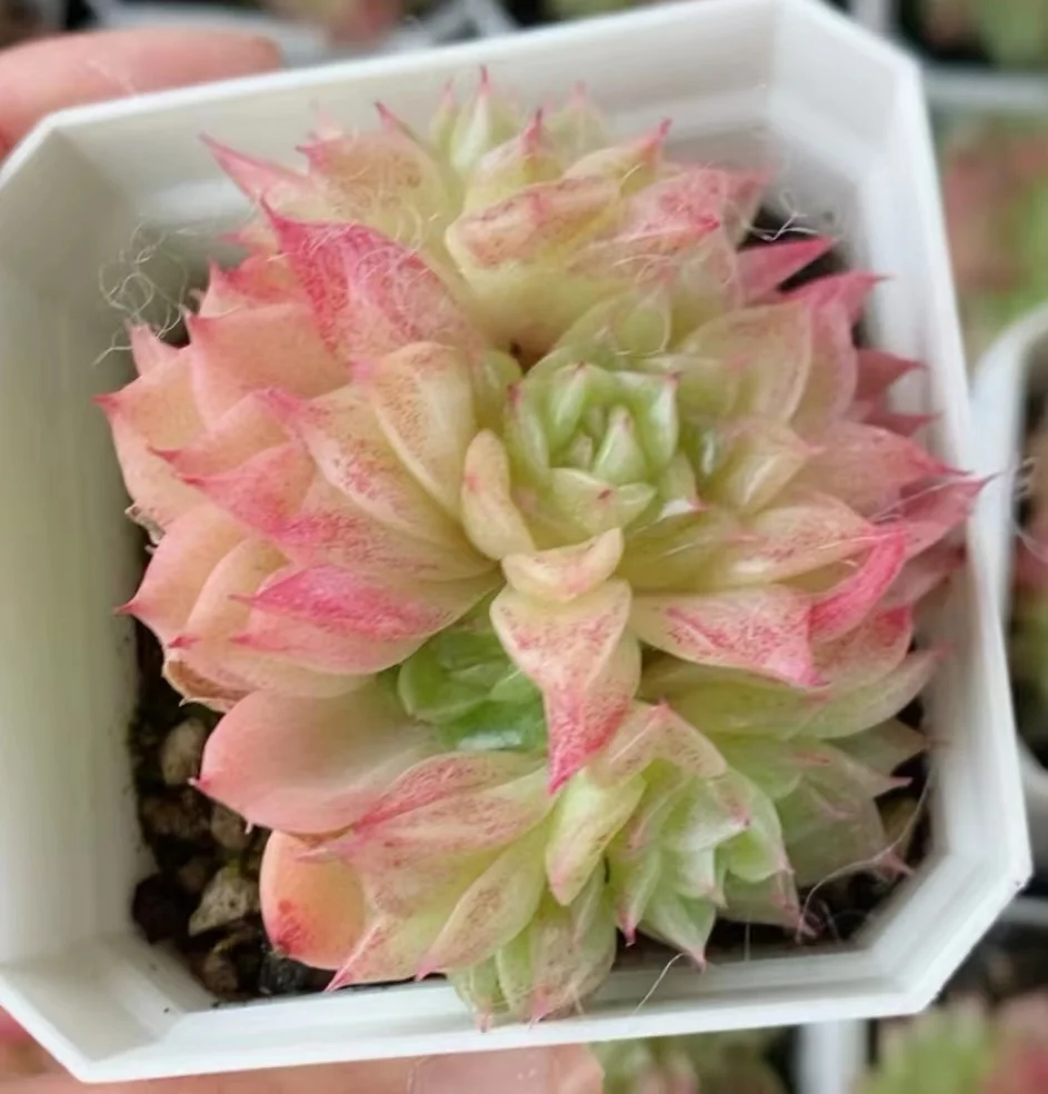 plant Aeonium Echeveria Haworthia  Caudex  Lithops Cactus  Agave 