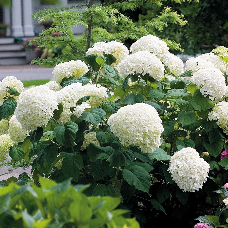 Hydrangea Seed: Beautiful, reunion and gratitude