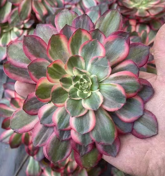 1125.  Black demon cutting and single head /Aeonium single head and cutting/Aeonium plants / Succulent plants / Garden landscape / Carefully select healthy plants