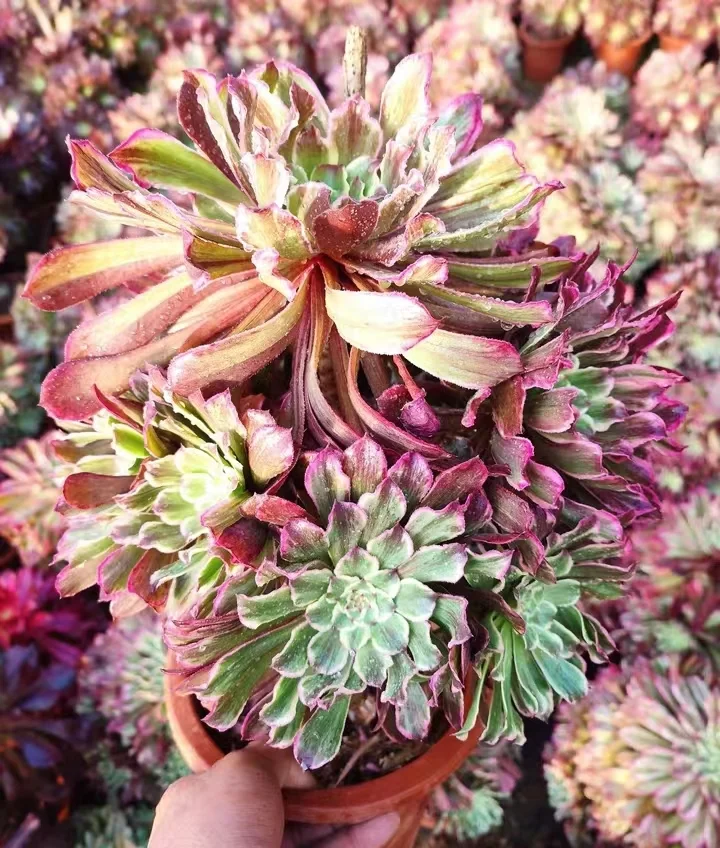 plant Aeonium Echeveria Haworthia  Caudex  Lithops Cactus  Agave 