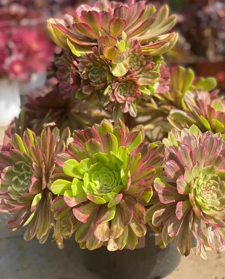 141. Pink daisy and  firefly  cluster  15cm 8 heads / Aeonium cluster/ Aeonium plants / Garden landscape / Carefully select healthy plants