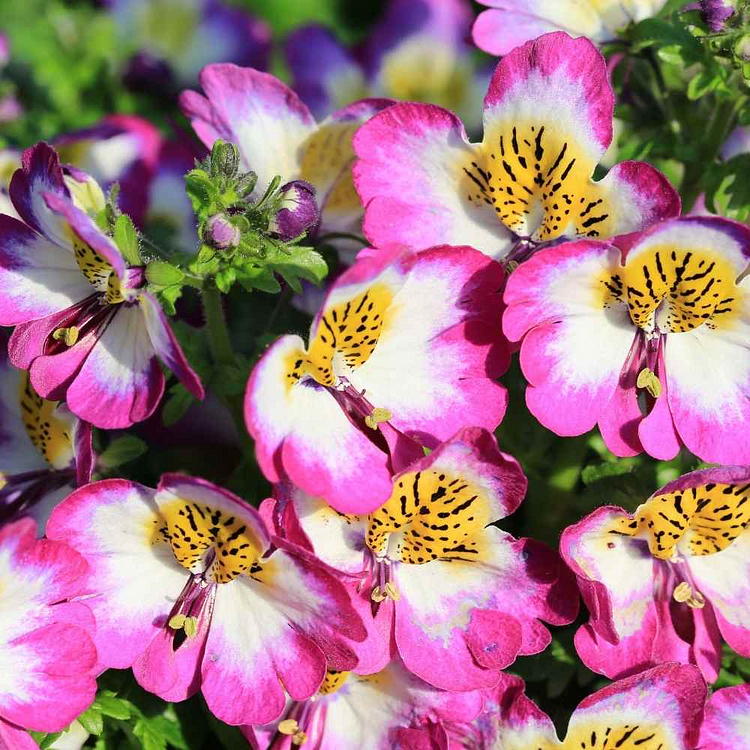 😍This year's favorite flower🌷Flower popping machine-moth butterfly flower