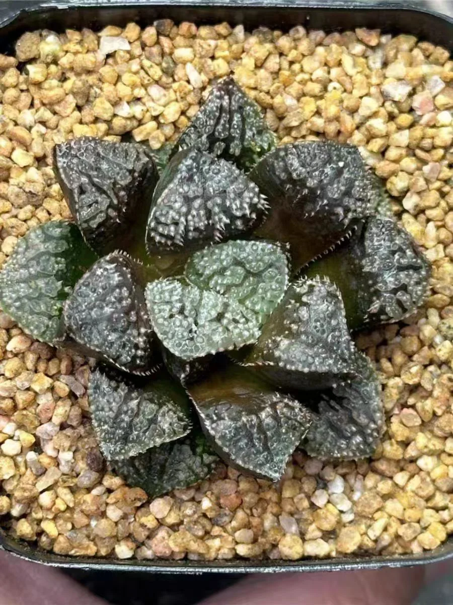 plant Aeonium Echeveria Haworthia  Caudex  Lithops Cactus  Agave 