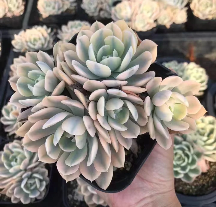 plant Aeonium Echeveria Haworthia  Caudex  Lithops Cactus  Agave 