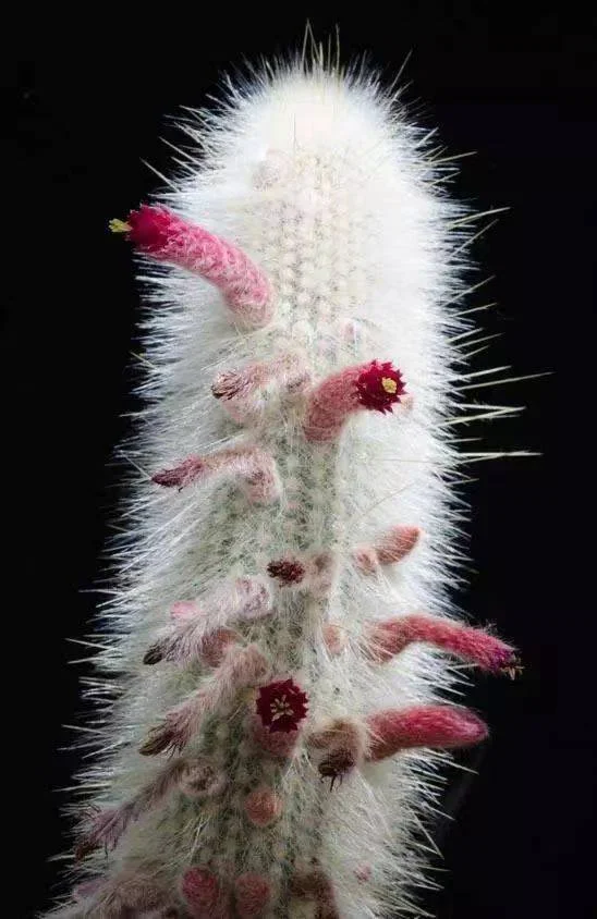 657. Cleistocactus strausii   has roots  10-12cm /Cactus plants / Succulent plants/Garden landscape / Carefully select healthy plants