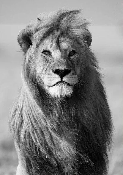Minimalist Black and White Lion Animal Personality Mural Poster Home Interior Room Bedroom Wall Decoration Canvas Art (no Frame) 1103-1