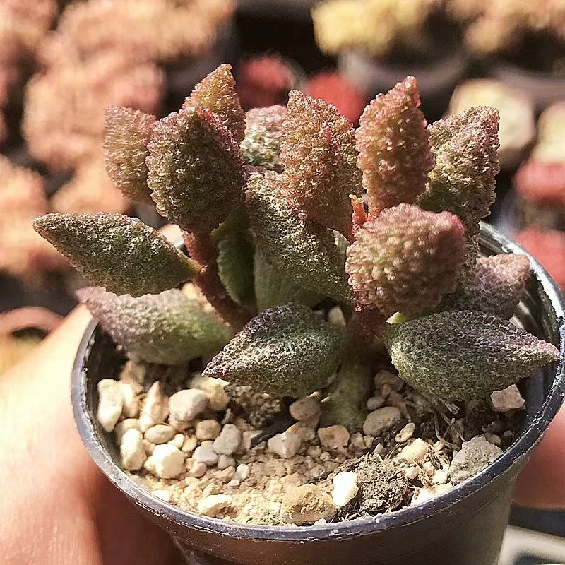 plant Aeonium Echeveria Haworthia  Caudex  Lithops Cactus  Agave 