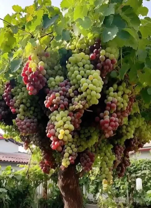 🌿Giant grape tree seeds: thin roots, large and seedless🍇