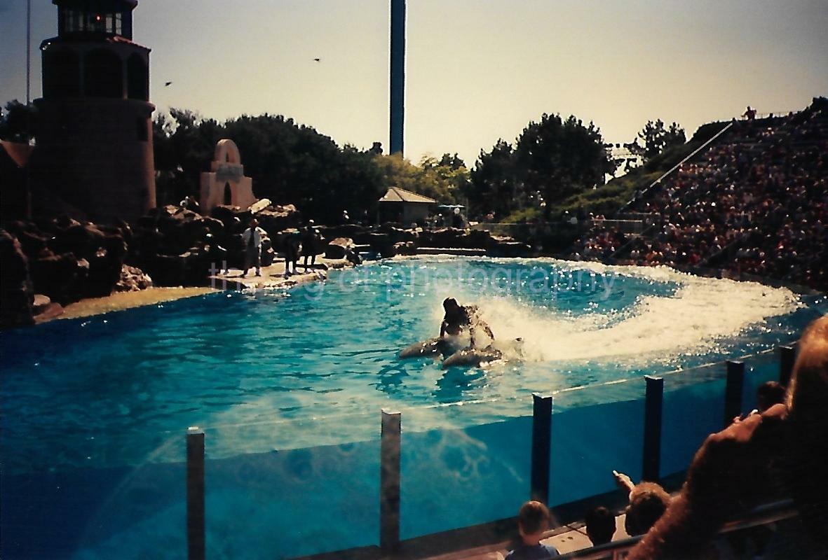 Sea World FOUND Photo Poster paintingGRAPH ColorOriginal Snapshot VINTAGE 13 27 H