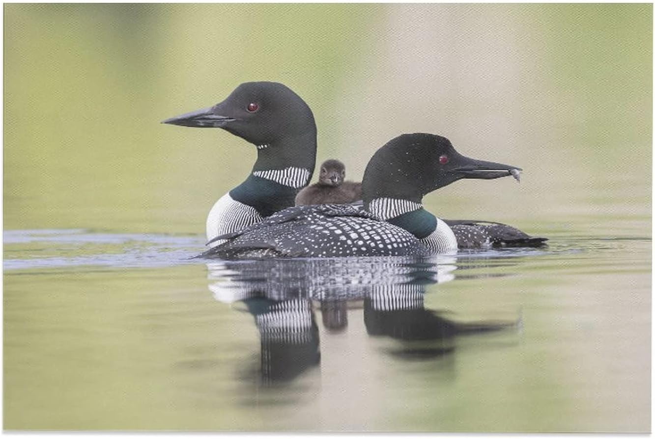 Loon Bird Family Canvas Poster Bedroom Decor Sports Landscape Office Room Decor Gift,Canvas Poster Wall Art Decor Print Picture Paintings for Living Room Bedroom Decoration 20x30inch(50x75cm) 20x30inch(50x75cm)