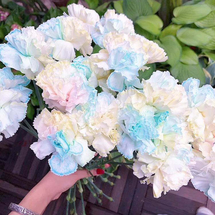 Mixed Color Carnations