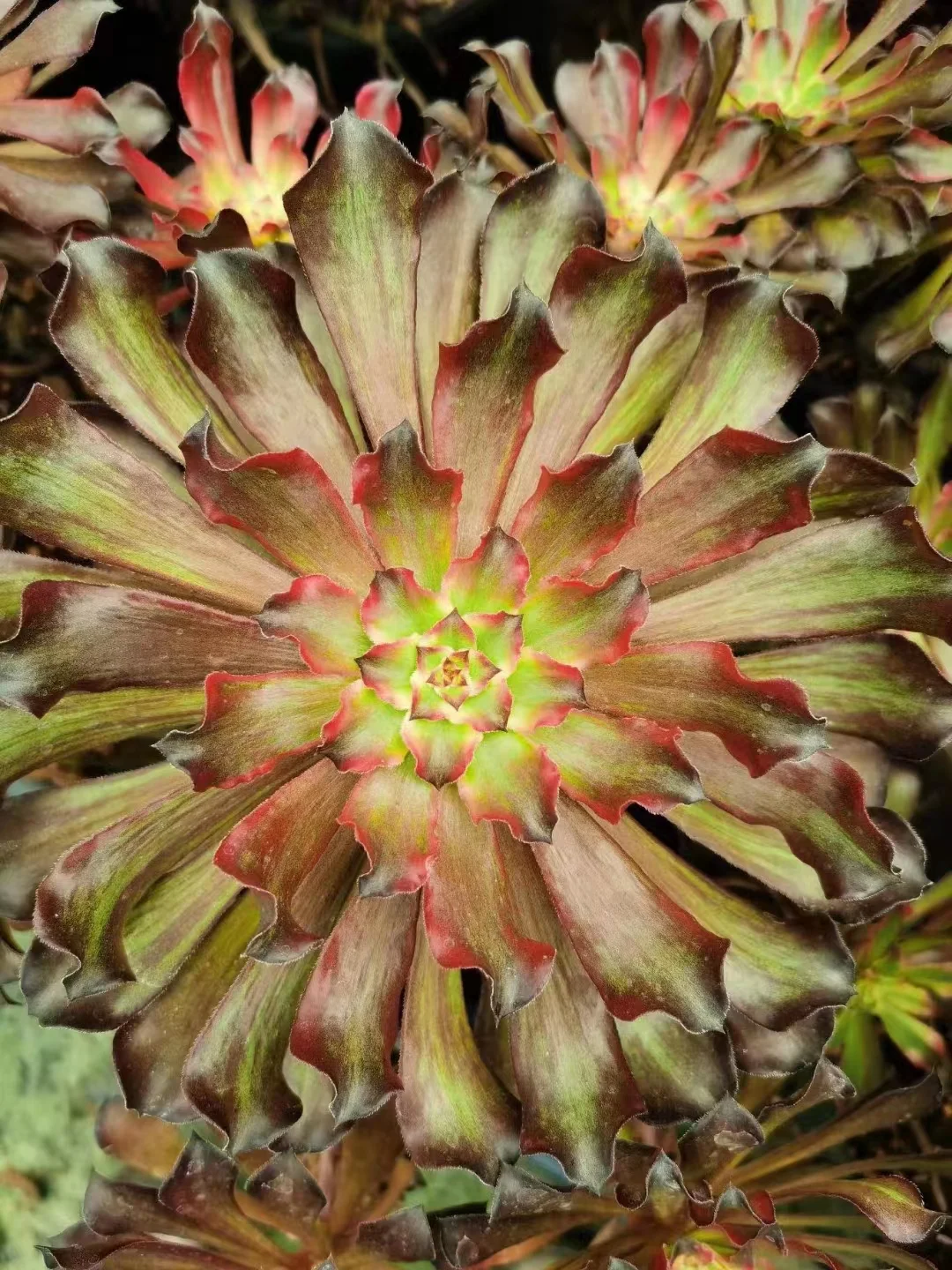 plant Aeonium Echeveria Haworthia  Caudex  Lithops Cactus  Agave 