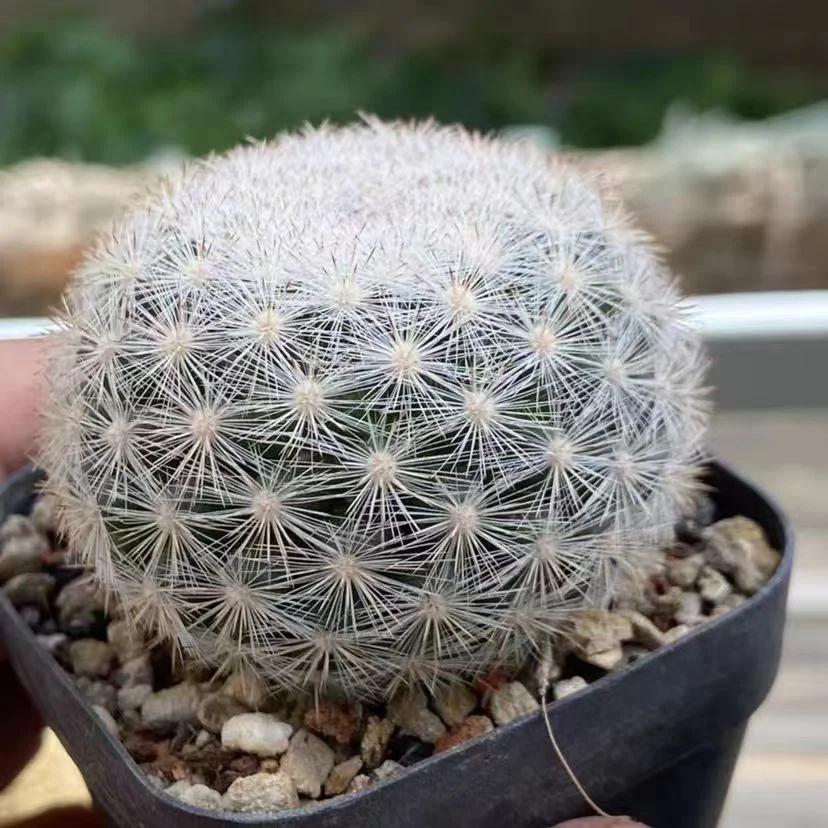 plant Aeonium Echeveria Haworthia  Caudex  Lithops Cactus  Agave 