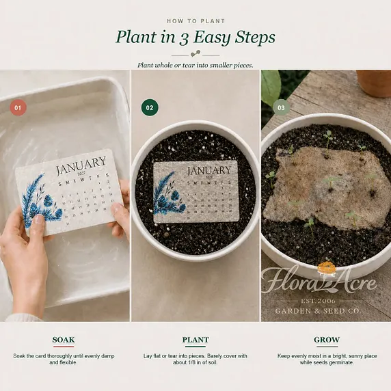 Seed paper sprouting and growing process