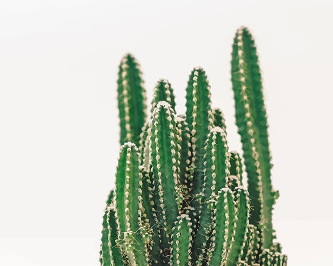 

Beautiful Cactus Plant – Paint By Numbers - 40*50CM, 501 Original
