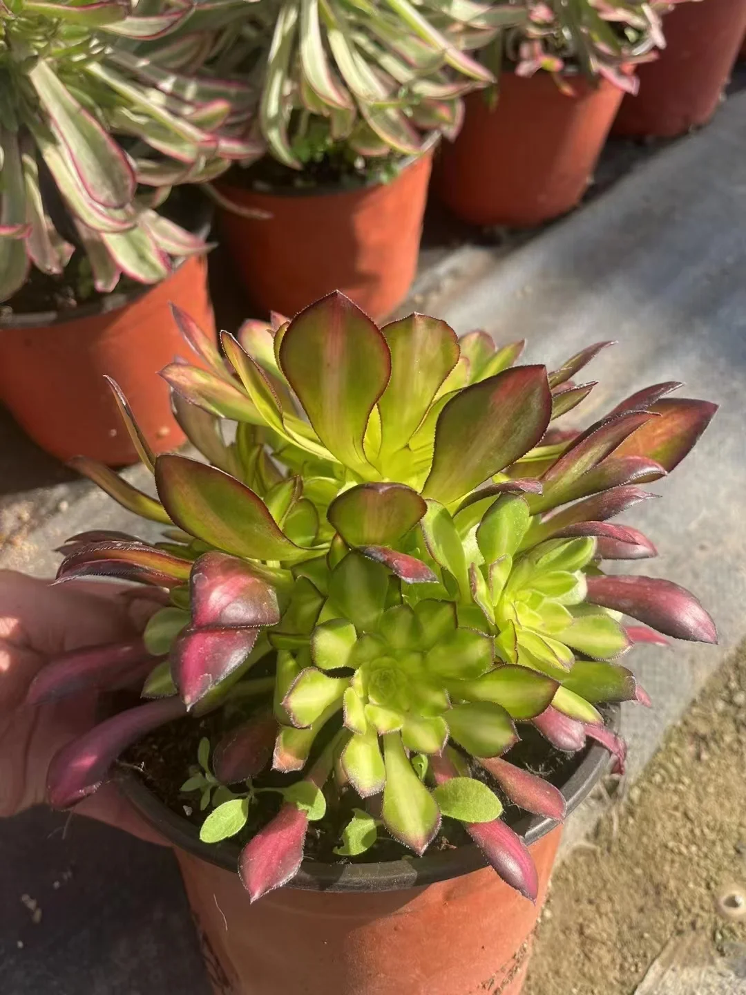 plant Aeonium Echeveria Haworthia  Caudex  Lithops Cactus  Agave 