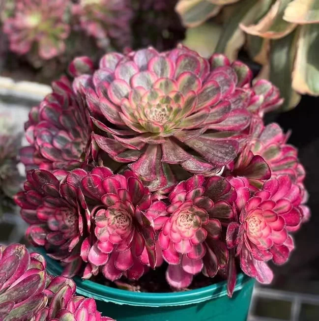 plant Aeonium Echeveria Haworthia  Caudex  Lithops Cactus  Agave 