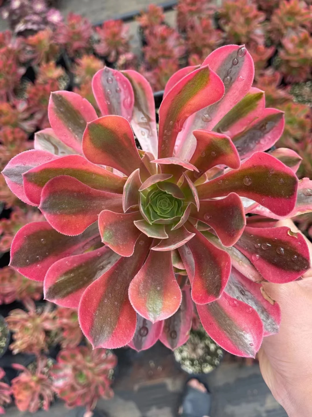 plant Aeonium Echeveria Haworthia  Caudex  Lithops Cactus  Agave 