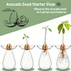 Avocado Seed Starter Vase Transparent Glass Avocado Tree Flower Vase for Balcony