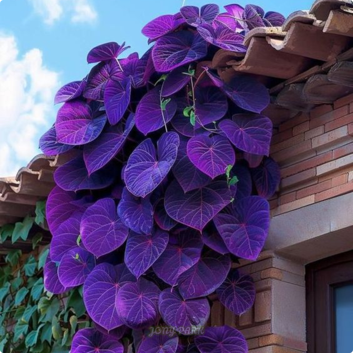 Purple Heart Vine Jonyparkseed®
